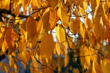 Yellow leaves on a sunny autumn day