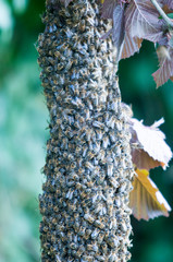 ausgeschwärmtes Bienenvolk. Erster Sammelpunkt