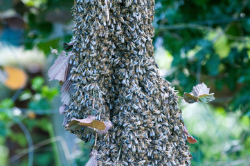 Fototapete bei efototapeten.de bestellen   