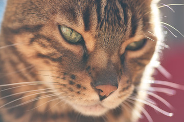 Bengali adult cat lying on the bed
