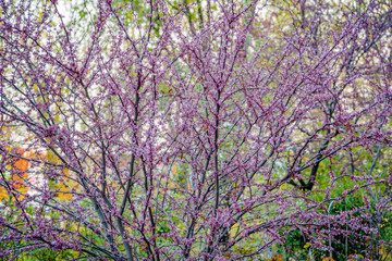 purple spring blossom of Eastern Redbud, or Eastern Redbud Cercis canadensis sunny day.