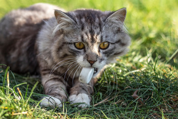 Naklejka na ściany i meble A fluffy cat carries a plastic bottle cap in his teeth.