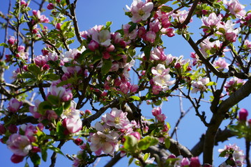 Weiße und rote Blüten und Knospen eines Apfelbaums vor blauem Himmel