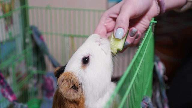 Guinea pig eating a slice of cucumber.