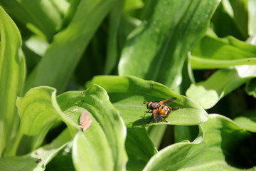 Bee on a leaf and surrounded by vegetation