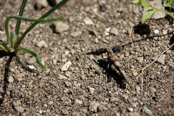 Grasshopper camouflaged in the ground with some grass