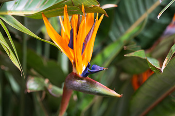 Bird of paradise flower blooming, Strelitzia Reginae flower closeup