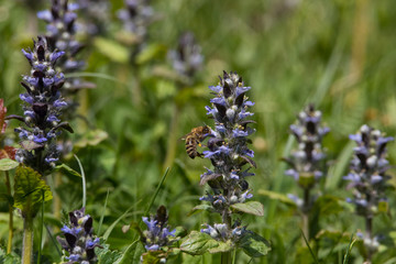 Biene sucht Nektar auf einem kriechenden Günsel (Ajuga reptans)