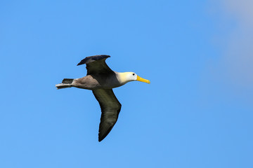 Waved albatross in flight on Espanola Island, Galapagos National park, Ecuador