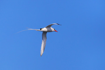 Red-billed tropicbird in flight on Espanola Island, Galapagos National park, Ecuador.