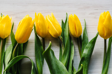 Naklejka premium Yellow tulips on white rustic wooden background with space for message. Concept Hello Spring flowers. Holiday greeting card for Valentine's, Women's, Mother's Day, Easter! Top view, flat lay.