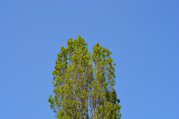 Lombardy poplar
