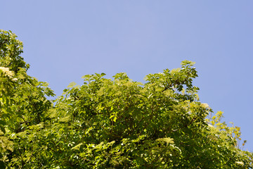 Black Elder