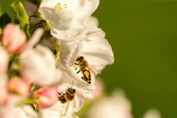 Blossoming apple tree garden in spring with bee