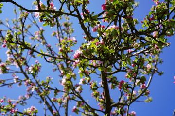 Blüten und Knospen eines Apfelbaums im Sonnenlicht vor blauem Himmel