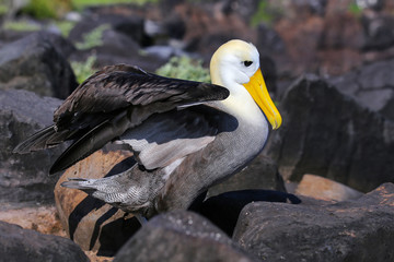 Waved albatross spreading its wings, Espanola Island, Galapagos National park, Ecuador
