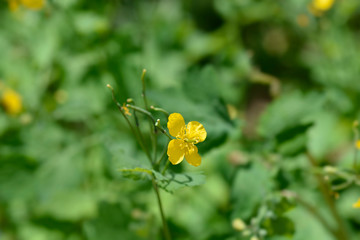 Greater celandine