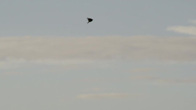 Eurasian skylark (Alauda arvensis) flying against sky, Cranborne Chase, Wiltshire, UK
