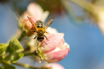 Blossoming apple tree garden in spring with bee