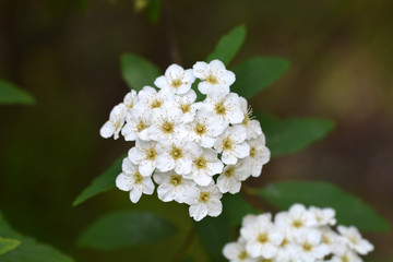May Bush