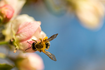 Blossoming apple tree garden in spring with bee