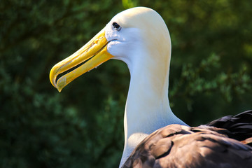 Portrait of Waved albatross on Espanola Island, Galapagos National park, Ecuador