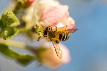 Blossoming apple tree garden in spring with bee