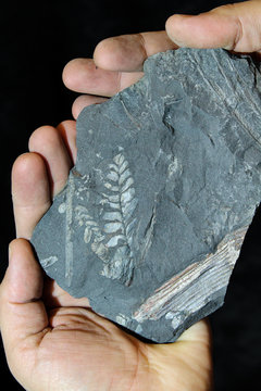 Imprints of ancient plants on the stone in the palm of your hand
