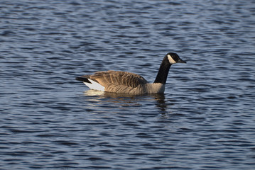 Goose in water swimming