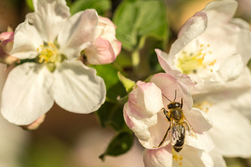 Blossoming apple tree garden in spring with bee