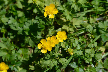 Creeping buttercup