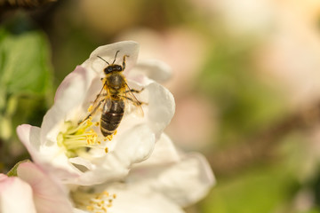 Blossoming apple tree garden in spring with bee