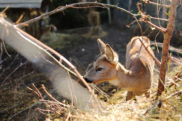 roe deer eat food at the fence at the farm. animal background. selective focus