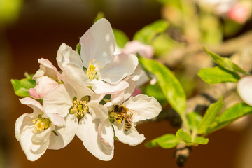 Blossoming apple tree garden in spring with bee