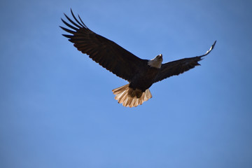 Eagle in flight under a blue sky