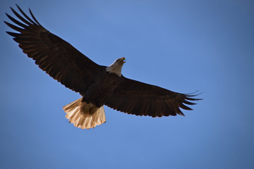 Eagle in flight with blue sky