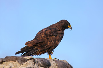 Galapagos hawk on Espanola Island, Galapagos National park, Ecuador