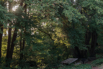 Obraz premium sunlight streaming through the trees near sunset