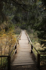 Fototapeta premium wooden footbridge with handrails in the forest, summer time. Tourist attraction, tourism destination