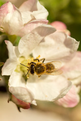 Blossoming apple tree garden in spring with bee