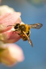 Blossoming apple tree garden in spring with bee