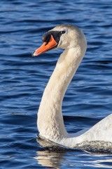 Closeup of Mute Swan on Lake