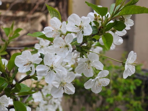 Das Leben ist sch&ouml;n - Kirschbl&uuml;te - Schattenmorelle