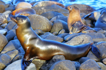 Galapagos sea lion resting on rocks at Suarez Point, Espanola Island, Galapagos National park, Ecuador.