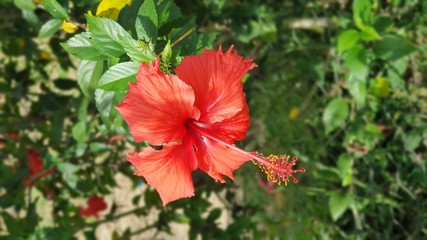 red hibiscus flower