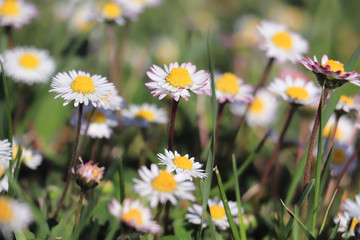 Daisy flowers in green grass