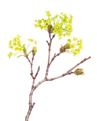 Branch of Norway maple (Acer platanoides) with flowers isolated on white background