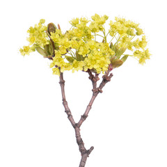 Branch of Norway maple (Acer platanoides) with flowers isolated on white background