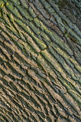 bark closeup
