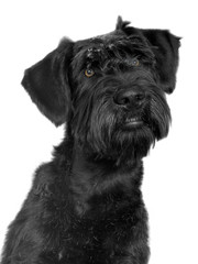 black schnauzer dog portrait